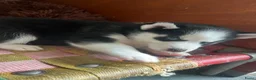 Siberische Husky honden te koop: Lieve husky pups zoeken een gouden mandje - Advertentie 3