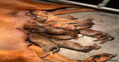 Rhodesian Ridgeback honden - Advertentie 15