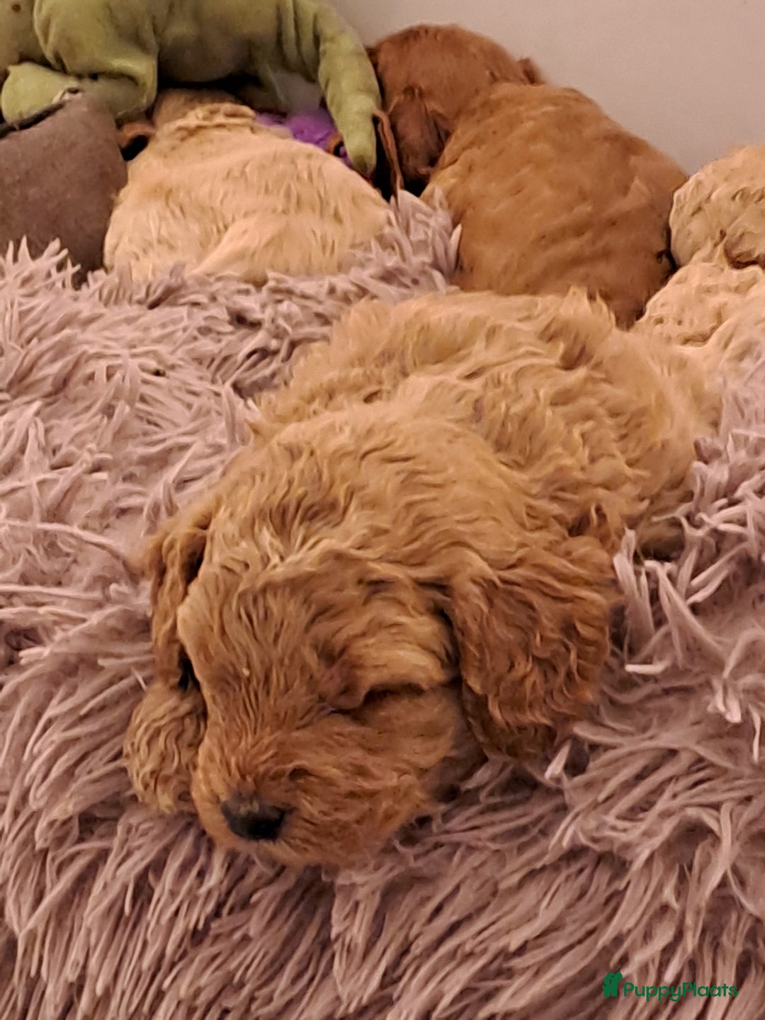 Australian Labradoodle honden te koop: Prachtige australian doodles pups  - Advertentie 3