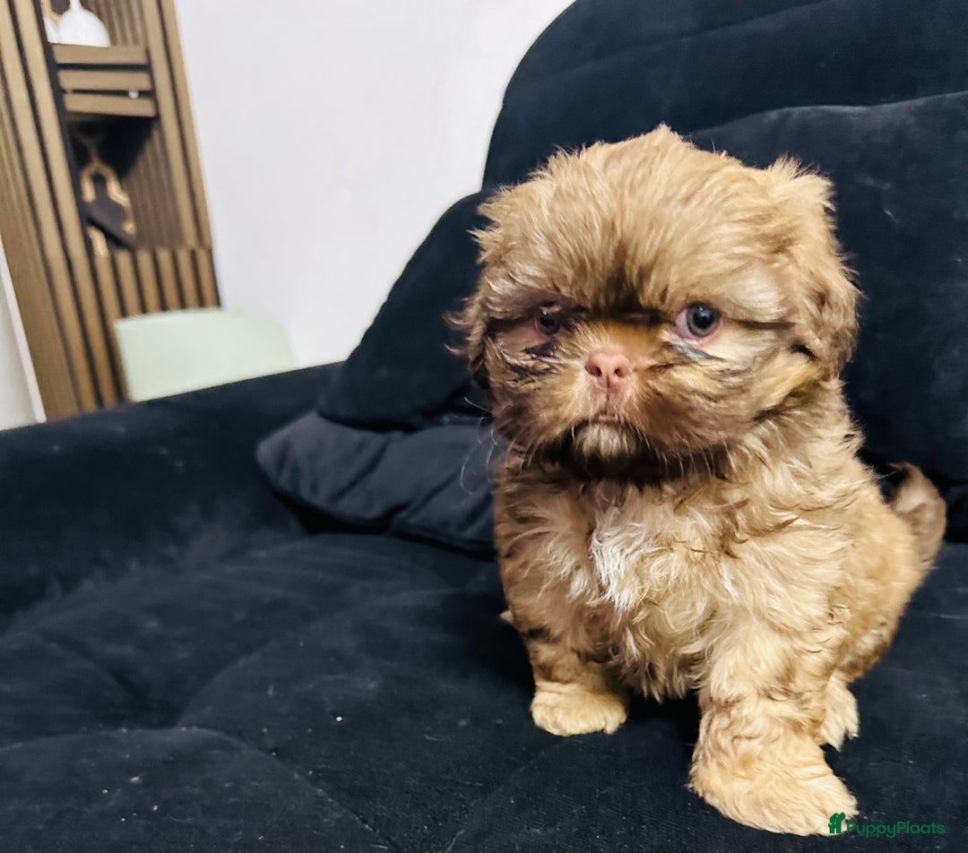 Shih Tzu honden te koop: Shit-zu pups prachtig behaard - Advertentie 2