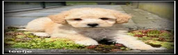 Maltipoo honden te koop: Maltipoo F1b pups - Advertentie 16