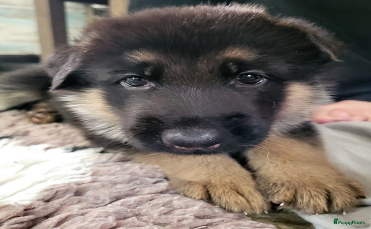 Duitse Herder honden - Advertentie 2