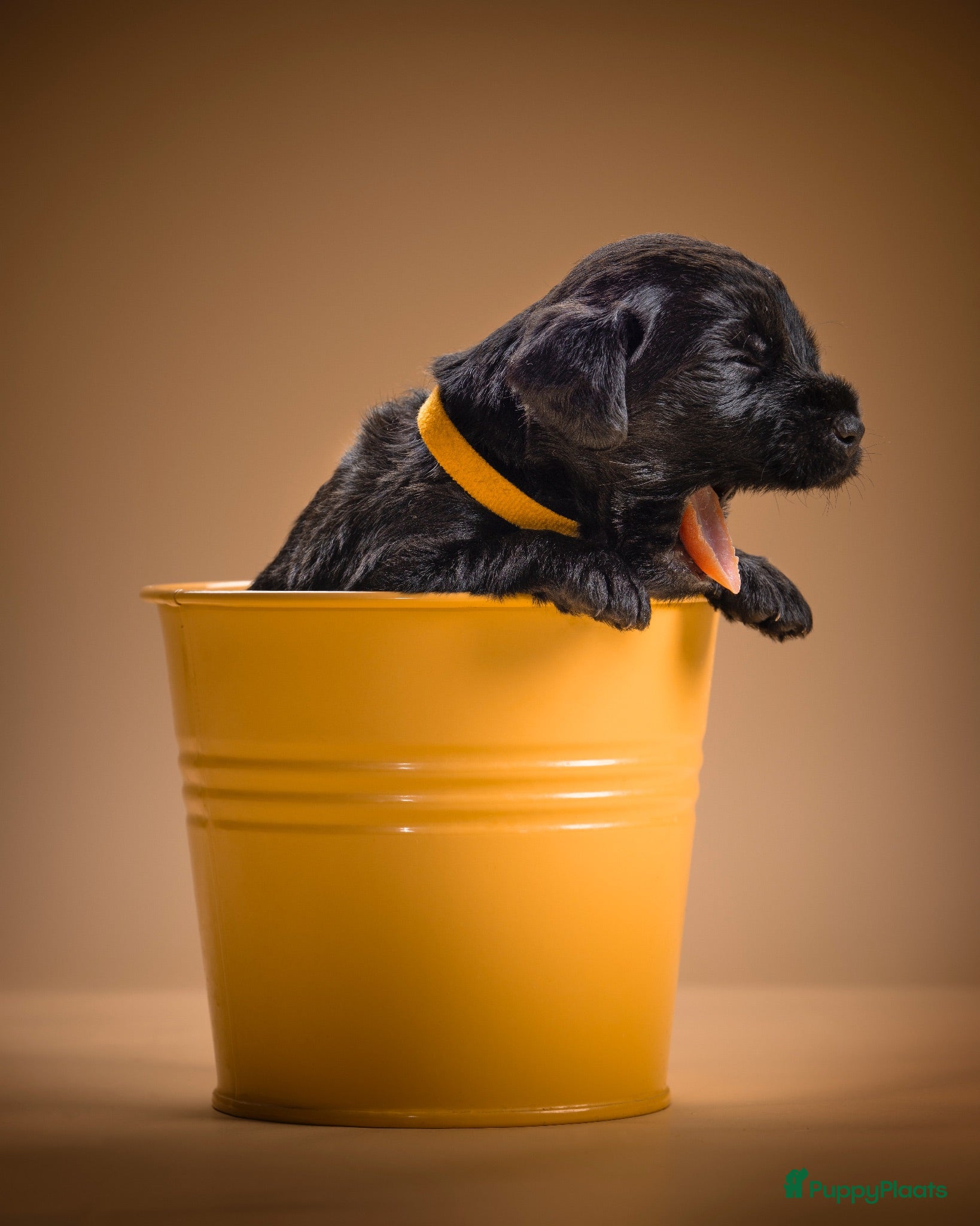 Kruising honden Labradoodle mix pups  - Advertentie 2