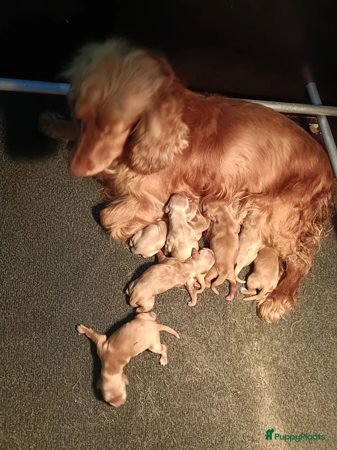Engelse Cocker Spaniel honden te koop: Engelse Cocker Spaniel pups - Advertentie 34