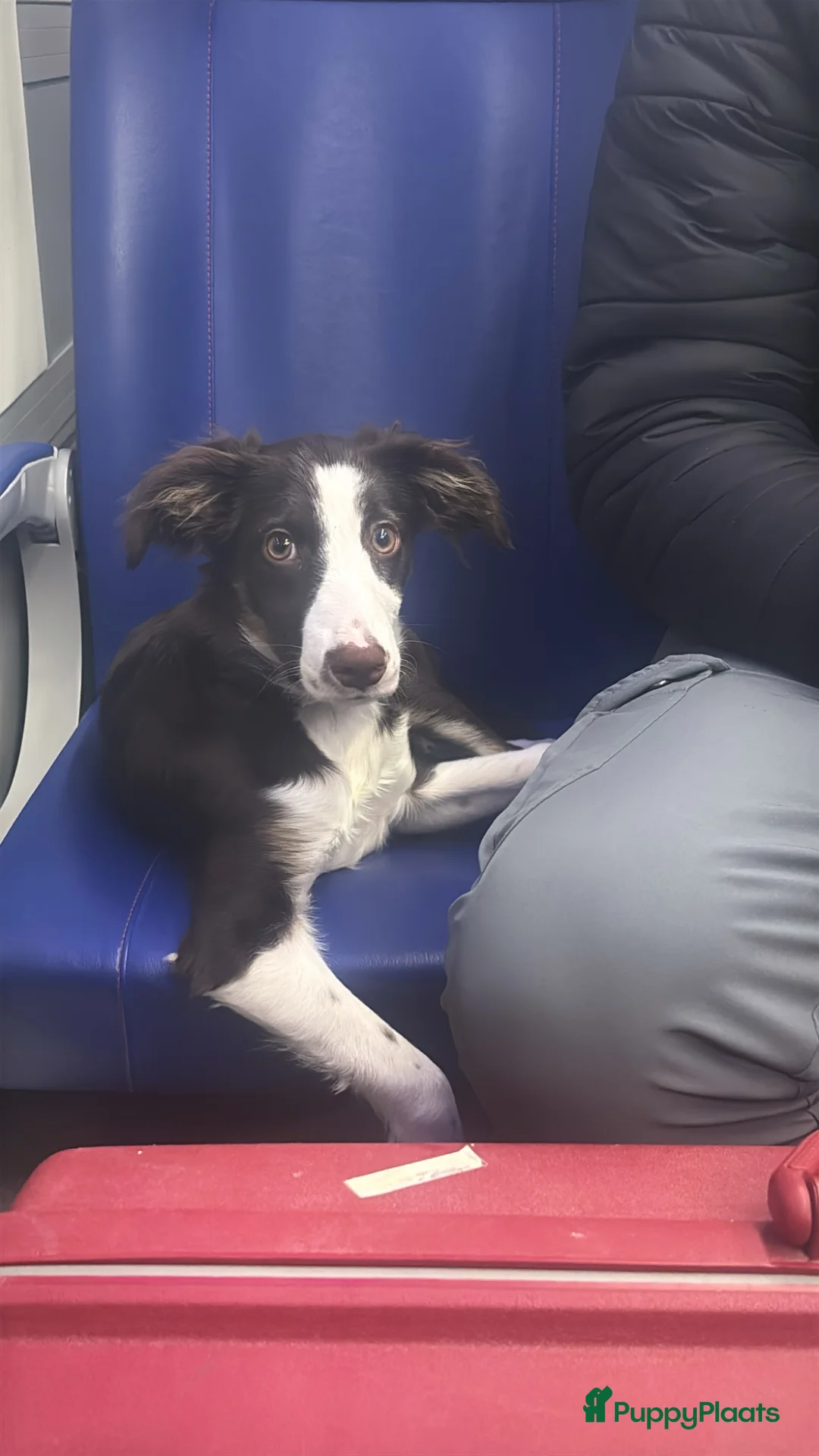 Kruising honden te koop: Een gouden mandje voor Odin in Rotterdam - Advertentie 2