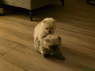 Pomeriaan honden Pomeriaan - Advertentie 1