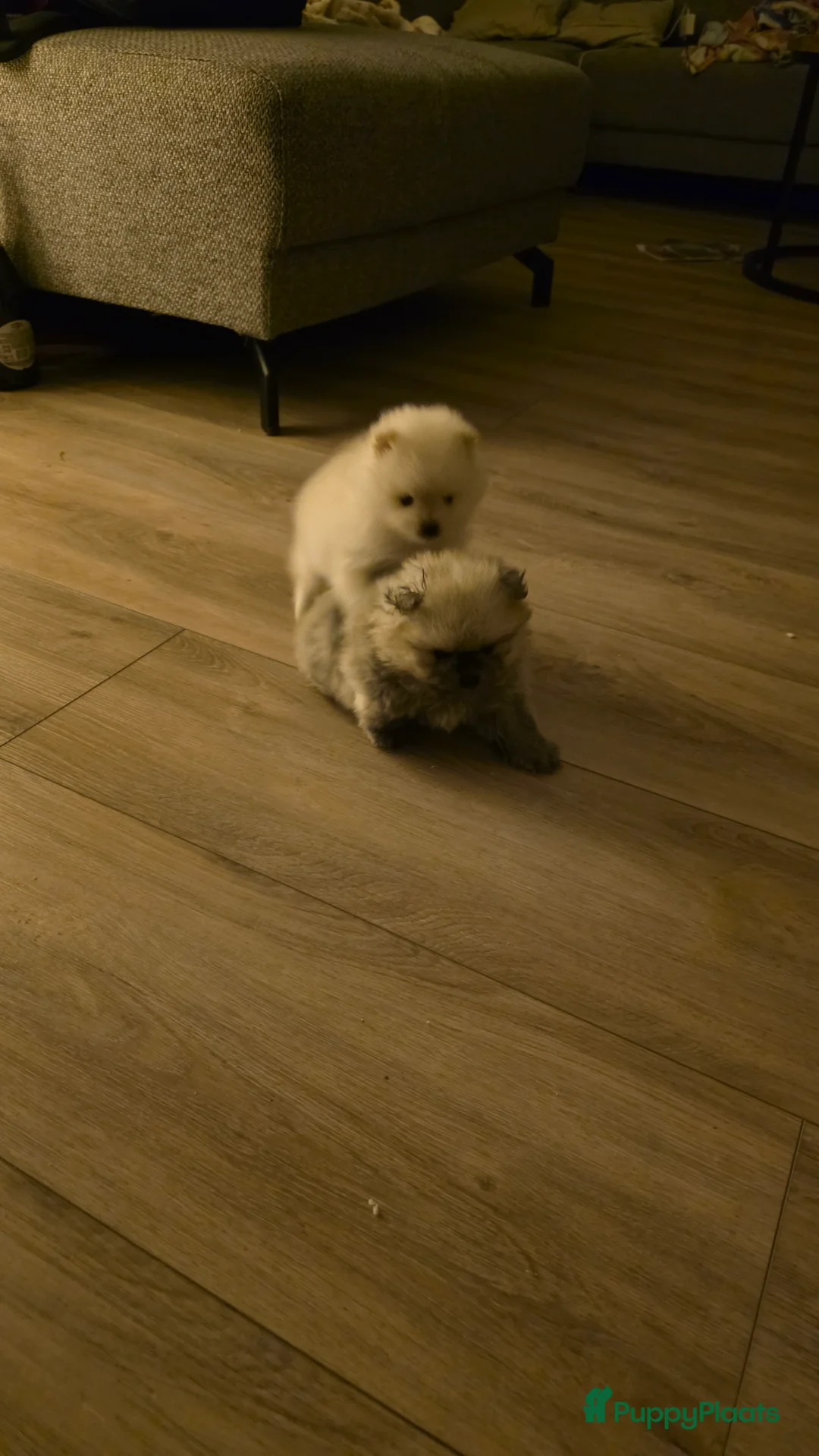 Pomeriaan honden te koop: Pomeriaan  - Advertentie 1