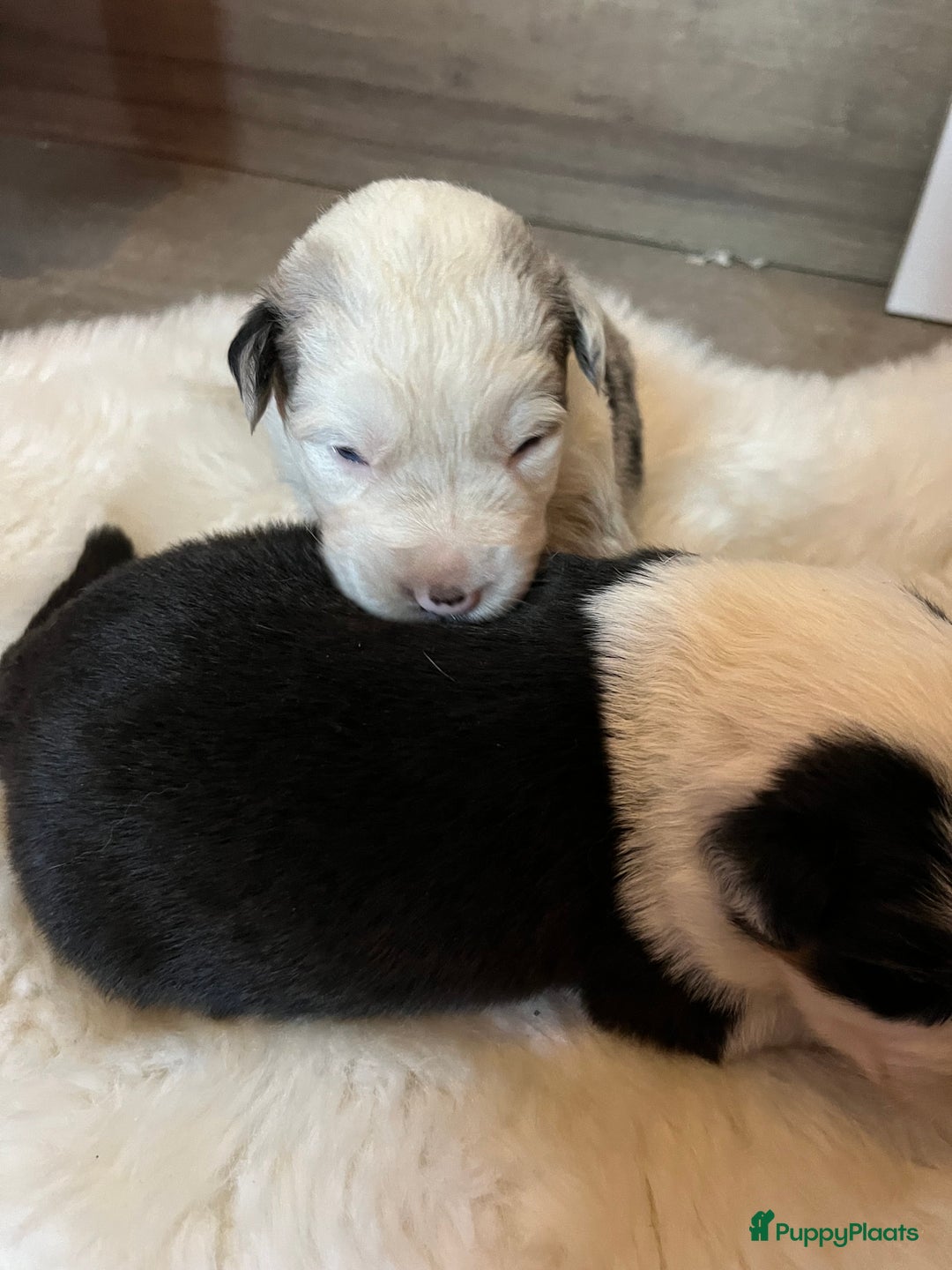 Australian Shepherd honden te koop: Australian shepherd pups - Advertentie 6