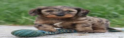 Ruwhaar Teckel honden te koop: Teckel pups ruwhaar - Advertentie 5