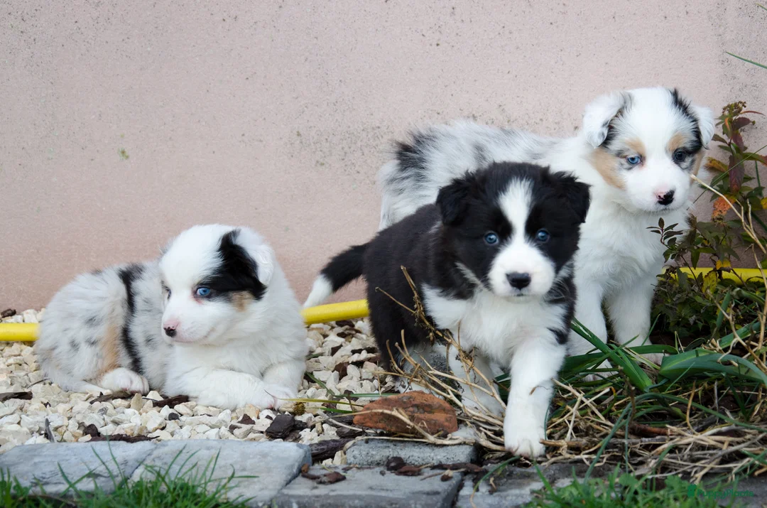 Border Collie honden te koop: Border collie puppies geboren op boerderij (BE) - Advertentie 6
