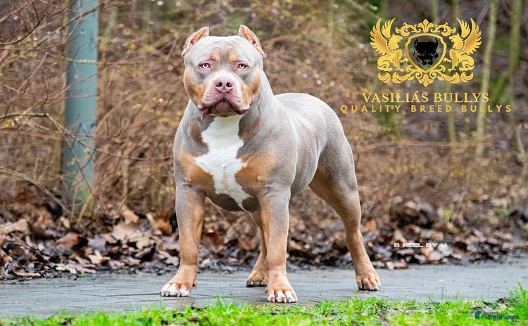 Amerikaanse Bully honden - Advertentie 2