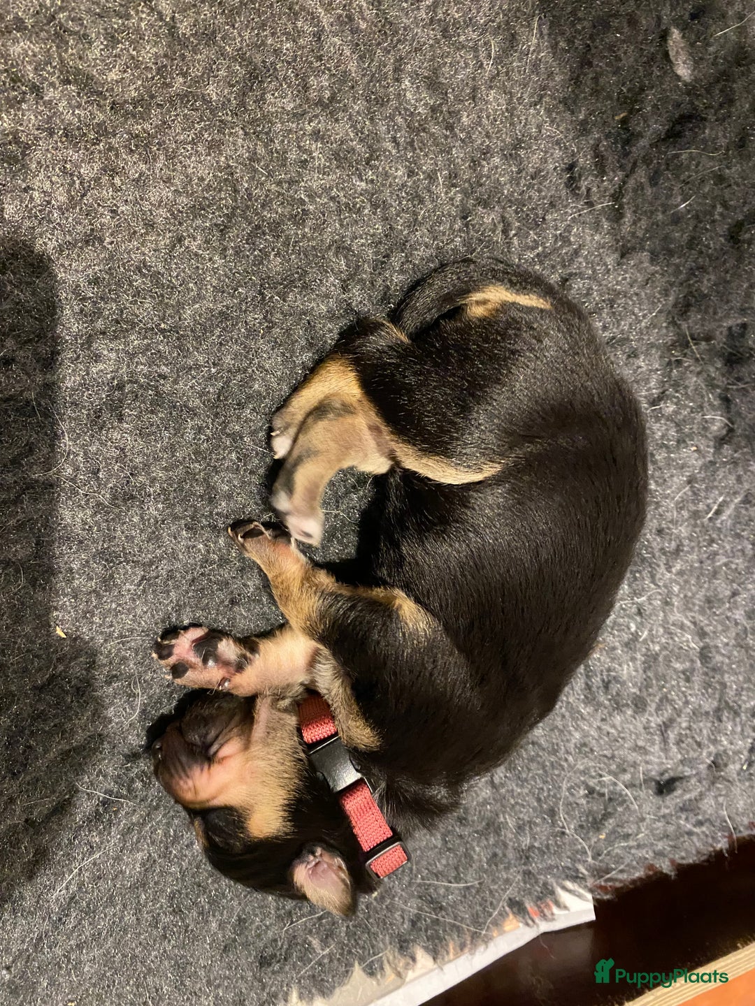 Australian Kelpie honden te koop: Working kelpie - Advertentie 9