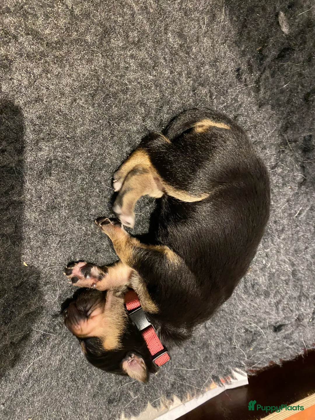 Australian Kelpie honden te koop: Working kelpie nog 1 reutje beschikbaar - Advertentie 14