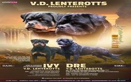 Rottweiler honden te koop: Prachtige super knappe puppy’s  in Haps - Afbeelding 1