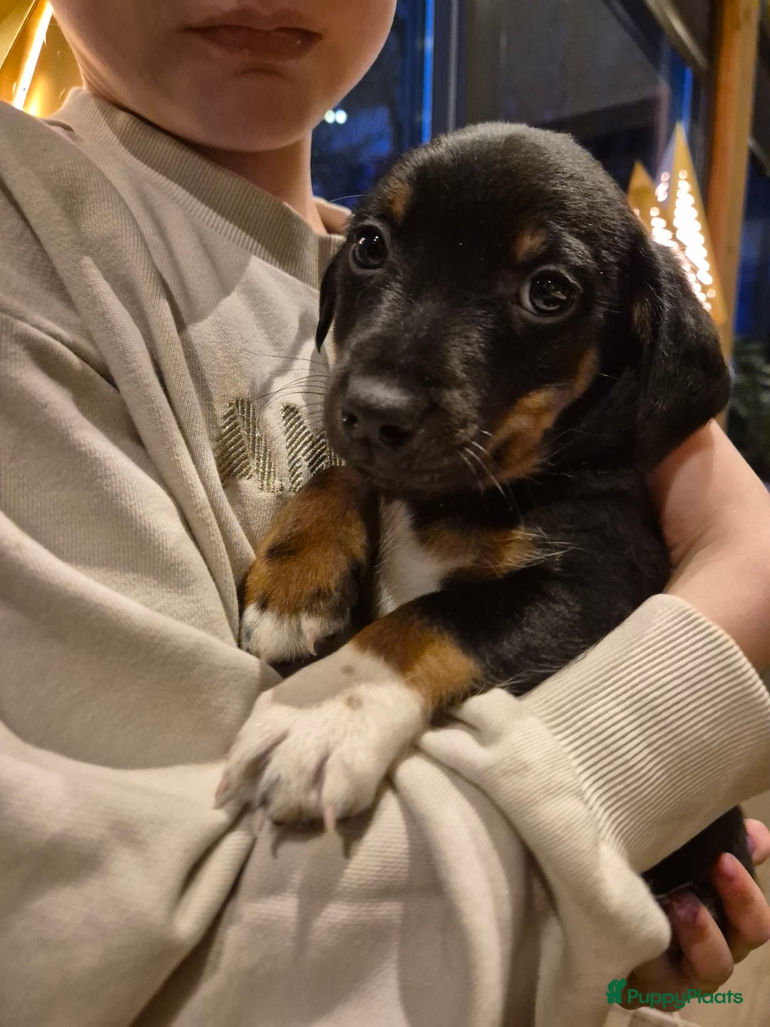 Jack Russel Terriër honden te koop: JACK RUSSEL PUPS - Advertentie 19