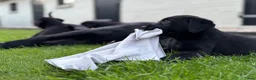 Labrador Retriever honden te koop: Labrador pups - Advertentie 6