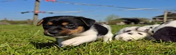 Jack Russel Terriër honden te koop: 🥰 5 Prachtige Jack Russel pups! 🐶 - Advertentie 19
