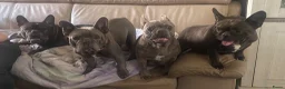 Franse Bulldog honden te koop: Franse bulldog pups - Advertentie 4