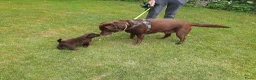 Labrador Retriever honden te koop: Labrador pups - Advertentie 3