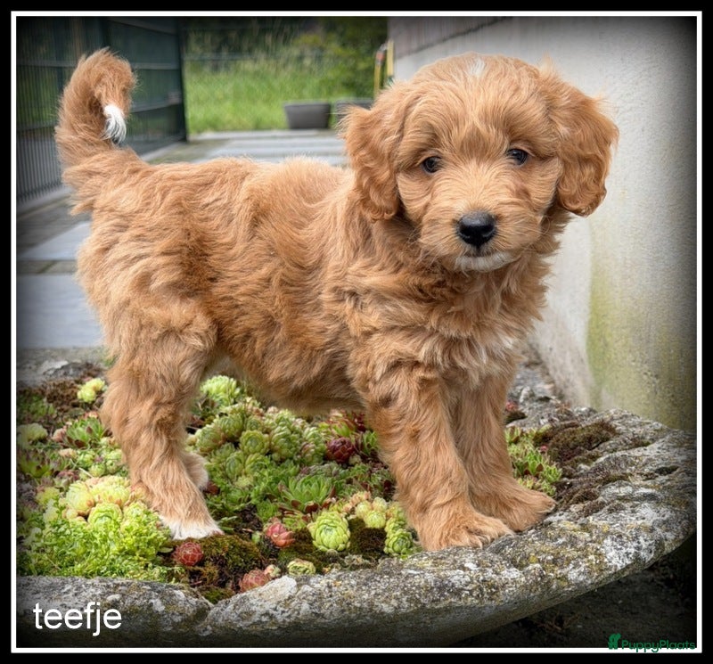 Maltipoo honden Maltipoo F1b pups - Advertentie 1