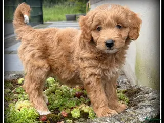 Maltipoo honden te koop: Maltipoo F1b pups - Advertentie 3