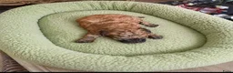 Poedel Toy honden te koop: 4 toy poedel pupjes reutjes  - Advertentie 9