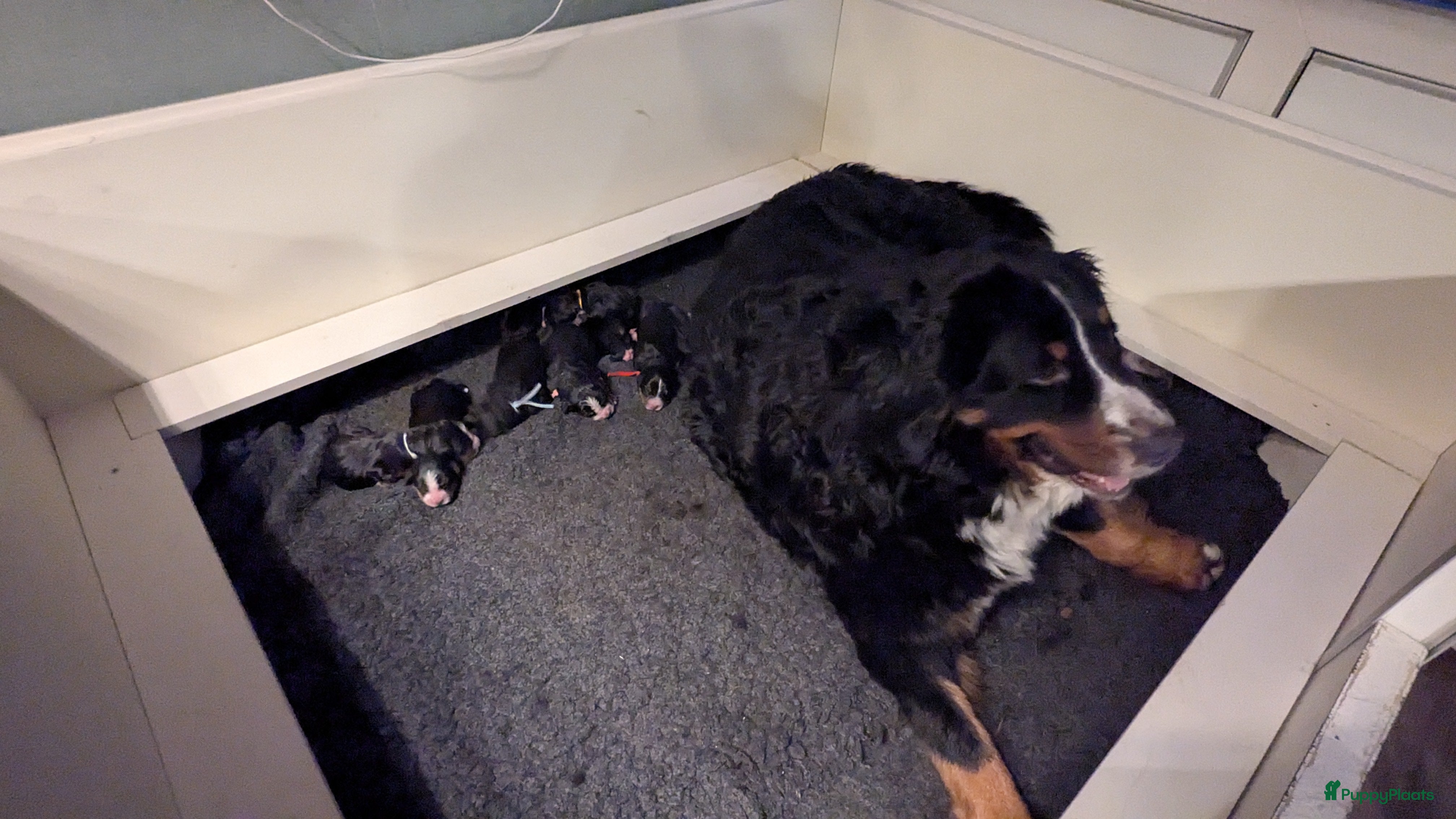 Berner Sennenhond honden Mooie Bernerpups - Advertentie 1