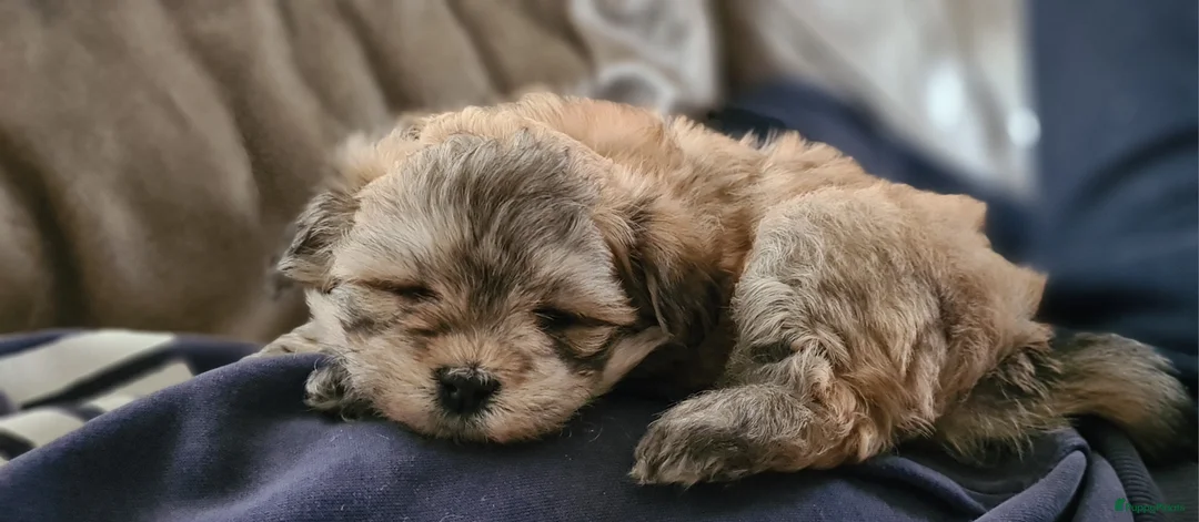 Kruising honden te koop: Prachtige lieve shipom pups - Advertentie 7