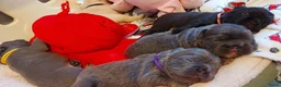 Franse Bulldog honden te koop: Prachtige Franse Bulldog pups met stamboom - Advertentie 1