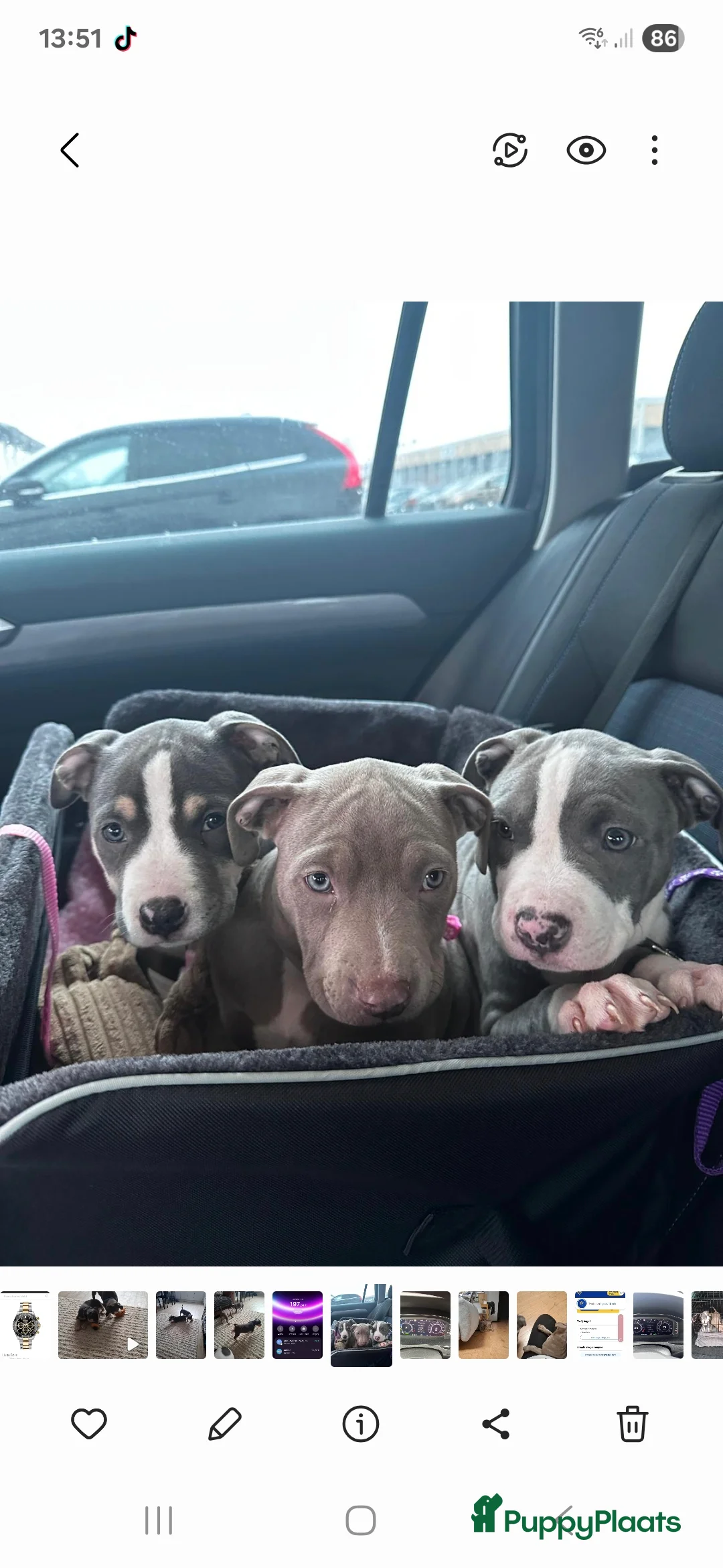American Staffordshire Terriër honden te koop: American staffordshire terrier pups - Advertentie 1