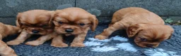 Cavalier King Charles Spaniel honden te koop: Cavalier King Charles Spaniel pups - Advertentie 3
