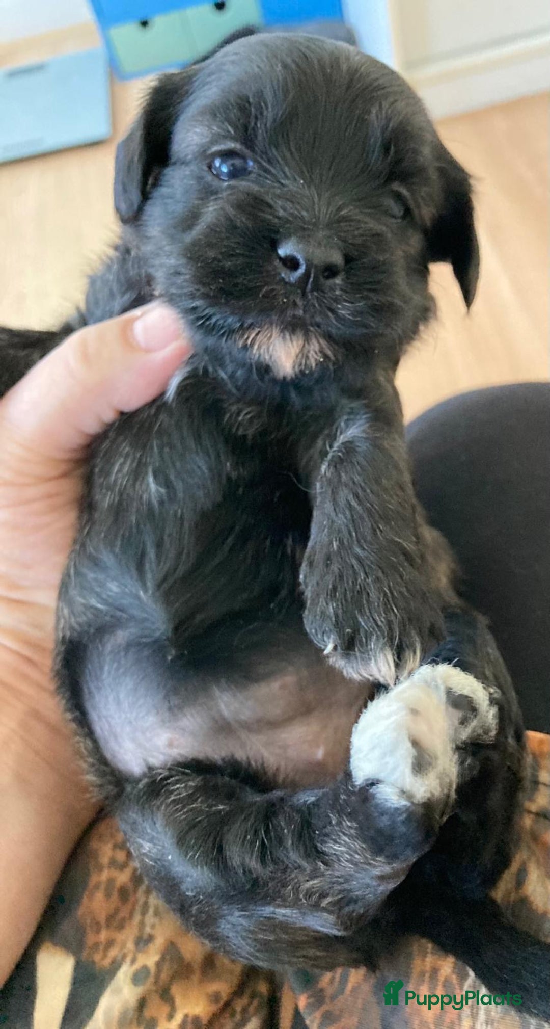 Havanezer honden te koop: Prachtige havanezer meisjes in Lelystad - Afbeelding 2