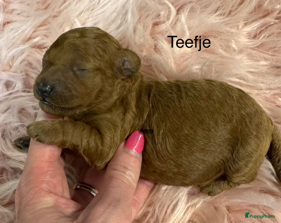 Dwergpoedel honden te koop: DwergPoedel in huiselijke kring opgevoed  - Advertentie 2