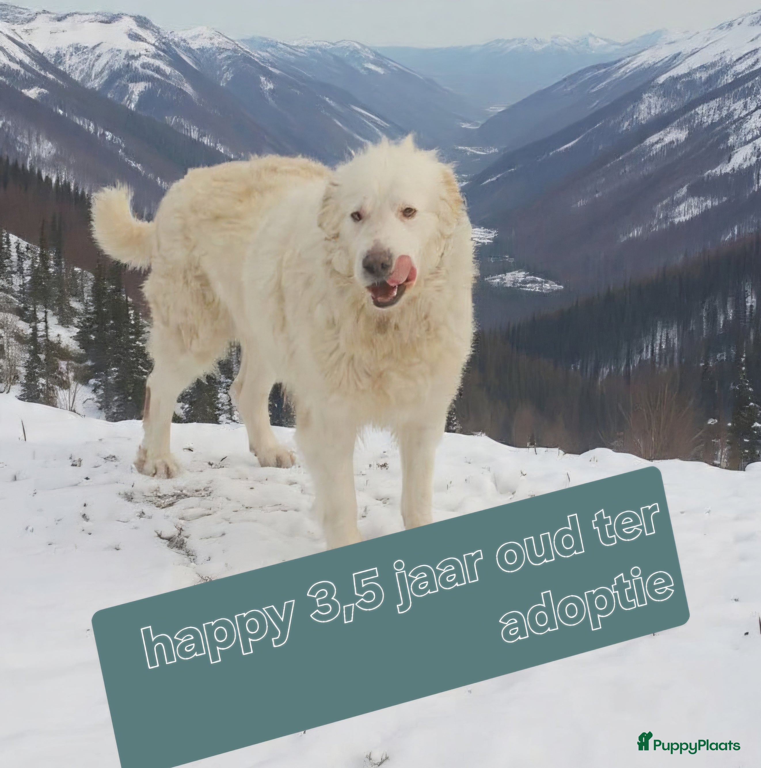 Berghond van de Maremmen en Abruzzen honden te koop: Happy zoekt baasje - Advertentie 4