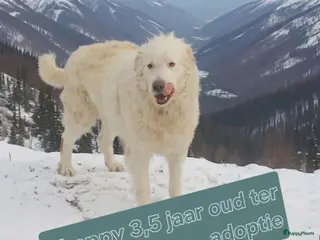 Berghond van de Maremmen en Abruzzen honden te koop: Happy zoekt baasje - Advertentie 4