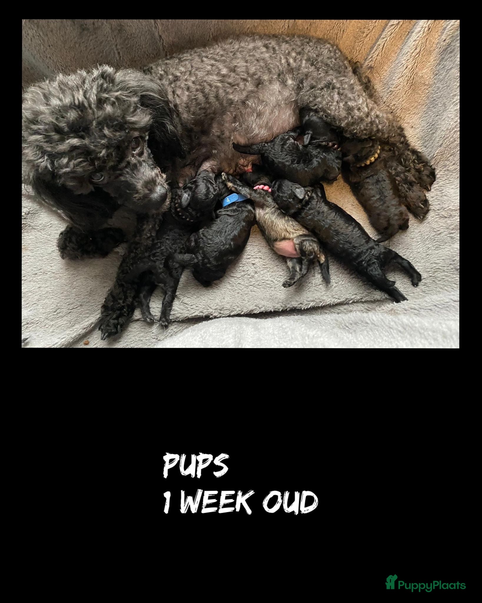 Poedel Toy honden Toypoedel/Toy poedel - Advertentie 4