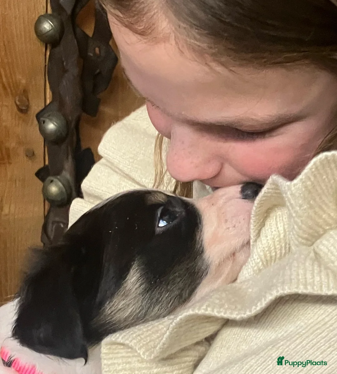 Border Collie honden te koop: Leuke Border Collie pups geboren op zorgboerderij - Advertentie 7