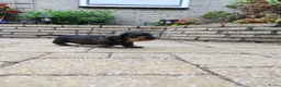Ruwhaar Teckel honden te koop: Ruwharige teckel pup (standaard) - Advertentie 20