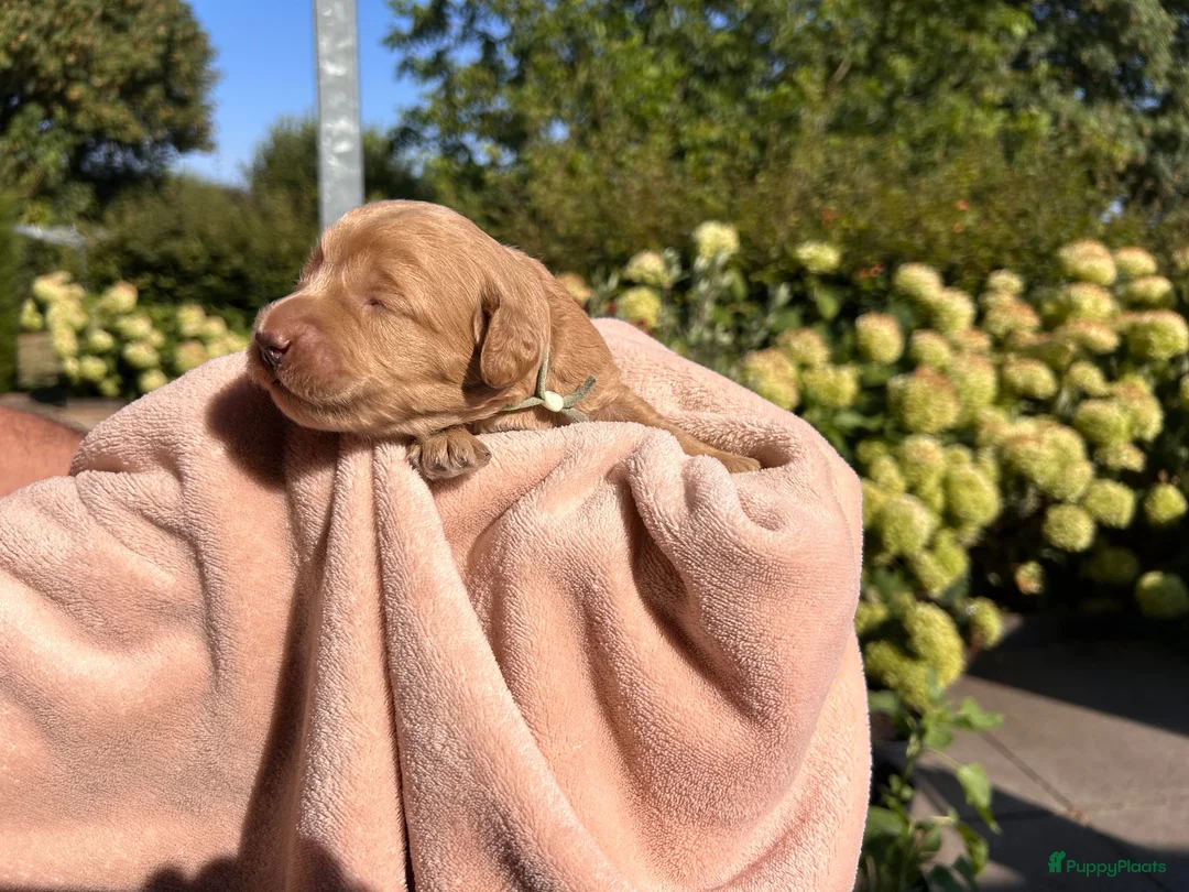 Australian Labradoodle honden te koop: Australische labradoodle pups - Advertentie 2