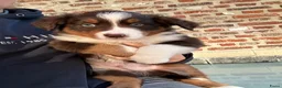 Miniature American Shepherd honden te koop: Red tricolor MAS reutjes - Advertentie 6