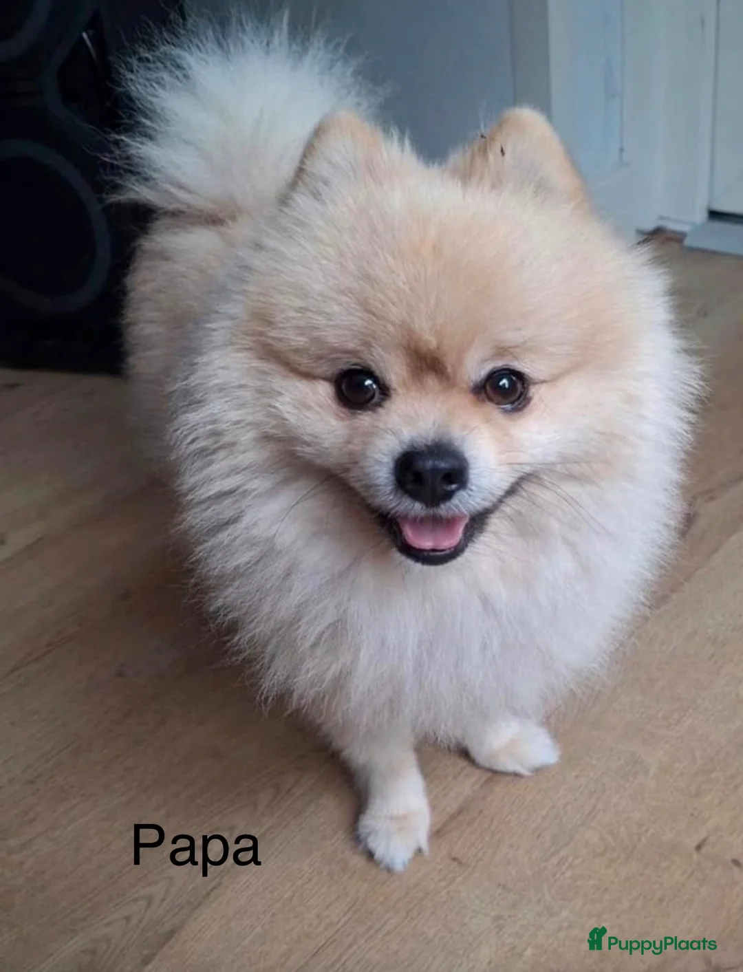 Pomeriaan honden te koop: Pomeriaan (keeshond) reutje 9 weken  - Advertentie 3