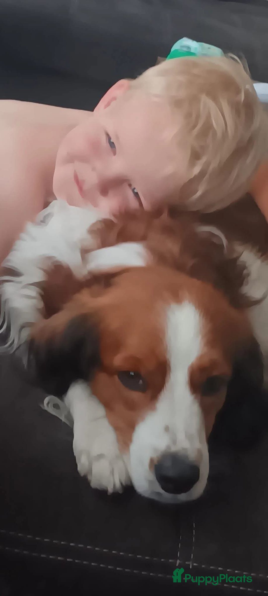 Kooikerhondje honden te koop: Schitterende kooikerhondje pups  - Advertentie 13