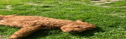 Australian Labradoodle honden te koop: Schitterende labradoodles - Advertentie 27