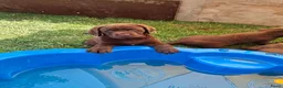 Labrador Retriever honden te koop: Raszuivere bruine labrador pups  - Advertentie 9