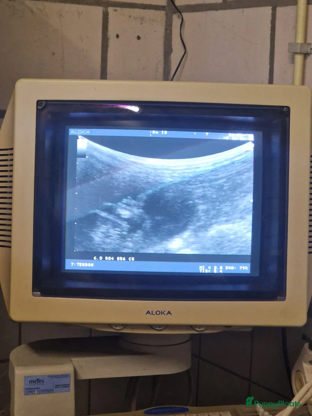 Kruising honden te koop: Boompoo pups - Advertentie 5