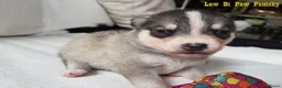 Pomsky honden te koop: Pomsky puppy’s F4+, 100% Amerikaanse bloedlijn - Advertentie 9
