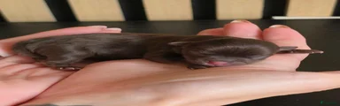 Chihuahua 4