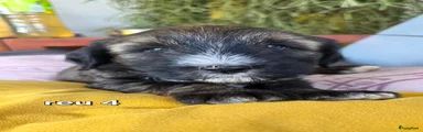 Tibetaanse Terriër 4