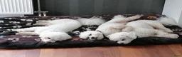Bichon Frisé honden te koop: Prachtige Bichon Frisé met stamboom - Advertentie 6
