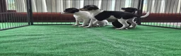 Fox Terriër Gladhaar honden te koop: boerenfox pups - Advertentie 7